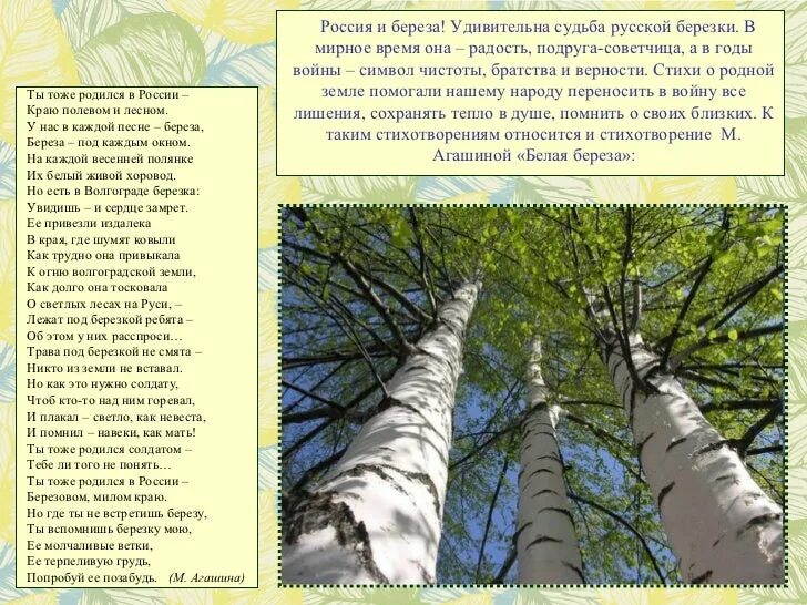 Песня береза исполняет. Стихотворение береза. стихи о русской березке. текст про березу. презентация на тему береза.