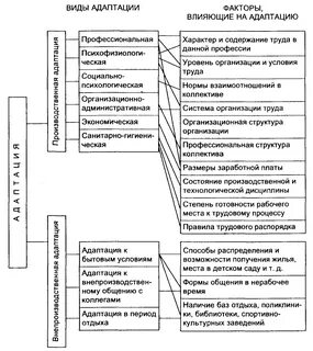 Дипломная работа адаптация