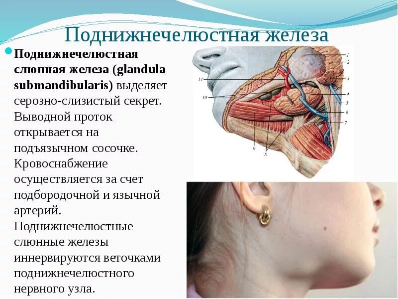 Правая околоушная железа. Околоушная слюнная железа поднижнечелюстная железа. Анатомия протоков поднижнечелюстной слюнной железы. Проток околоушной слюнной железы анатомия. Поднижнечелюстная железа воспаление.