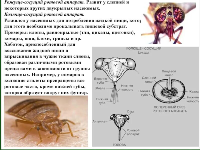 Какой тип питания характерен для клопа. Вши строение ротового аппарата. Колюще-сосущий ротовой аппарат клопа строение. Строение ротового аппарата клопа. Колющесосущий аппарат клопа.