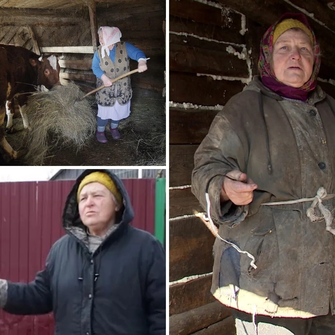 Соседская бабка. Бабушка кормит корову. Бабушка вырастила волка. Накорми бабушка. Гроза бабушек.