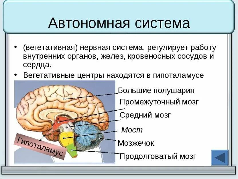 Вегетативная нервная система регулирует. Автономная вегетативная нервная система регулирует. Вегетативная нервная система регу. Вегетативная нервная система регулирует работу внутренних органов