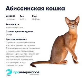 Масса котенка составляет 7 процентов массы кошки