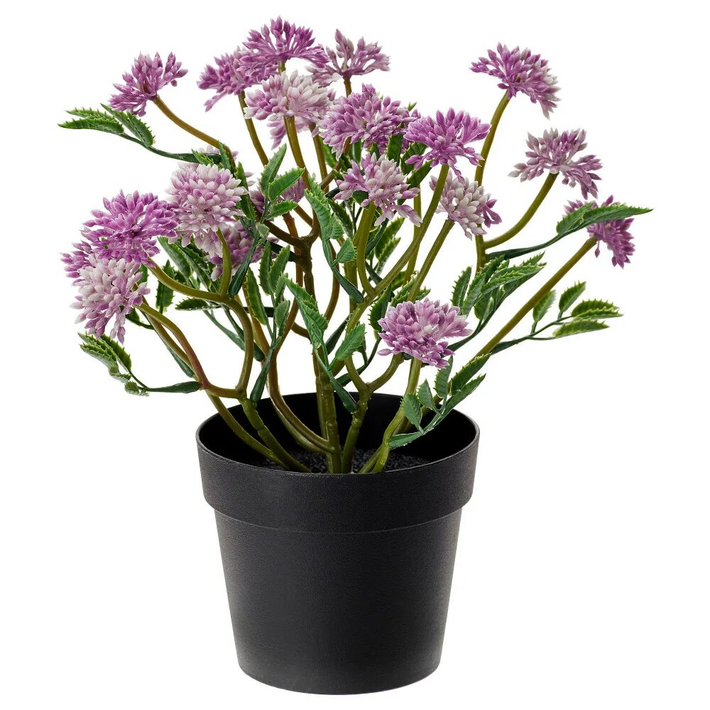 Растения в горшке москва. Растения в горшке москва. Неприхотливые комнатные растения. Большие комнатные растения. Монстера лирата.