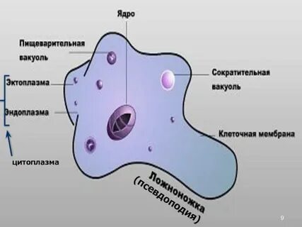 Эндоплазма