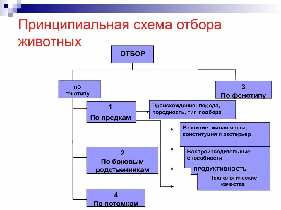 Отбор в животноводстве. Принципиальная схема отбора животных. отбор и подбор животных схема. формы подбора сельскохозяйственных животных. методы отбора и подбора в животноводстве.