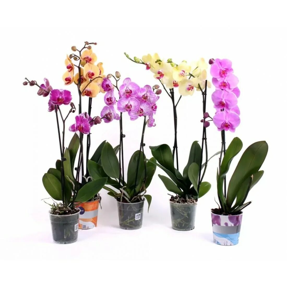 Горшочные цветы. Орхидея фаленопсис. Фаленопсис микс 1ст d12. Цветы фаленопсис микс. Орхидея фаленопсис микс.