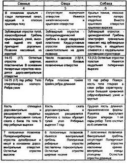 Сходства и различия позвонков