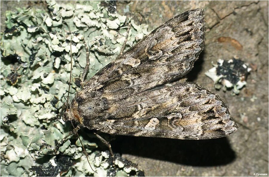 Apamea monoglypha (hufnagel, 1766). Anaplectoides prasina. Tholera decimalis. Большая совка. Совка большая.