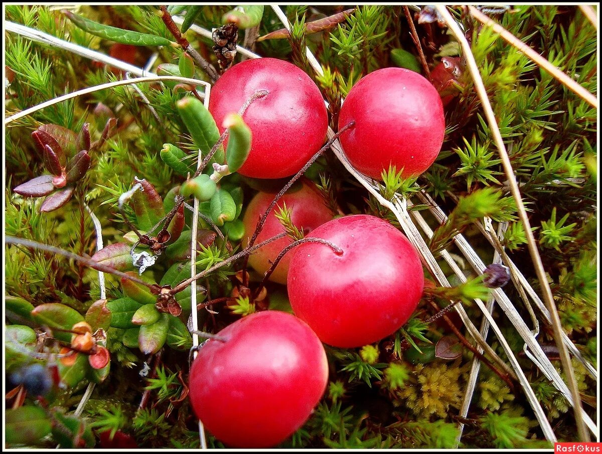 клюква карелии болотная. растет на кислом болоте. клюква крупноплодная пилигрим. висячие болота карелии. клюква болотная ягода.