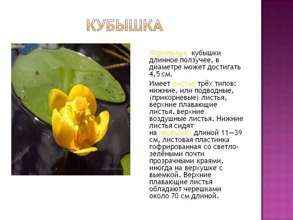 Кубышка жёлтая или кувшинка жёлтая: описание, фото-видео обзор