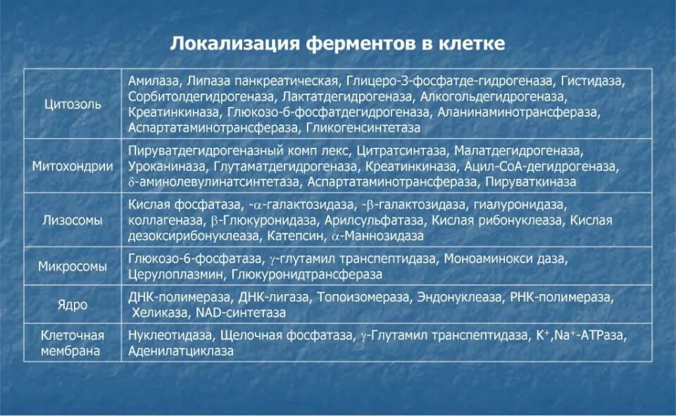 Внутриклеточная локализация ферментов. Локализация ферментов в организме. Пространственная локализация ферментов.