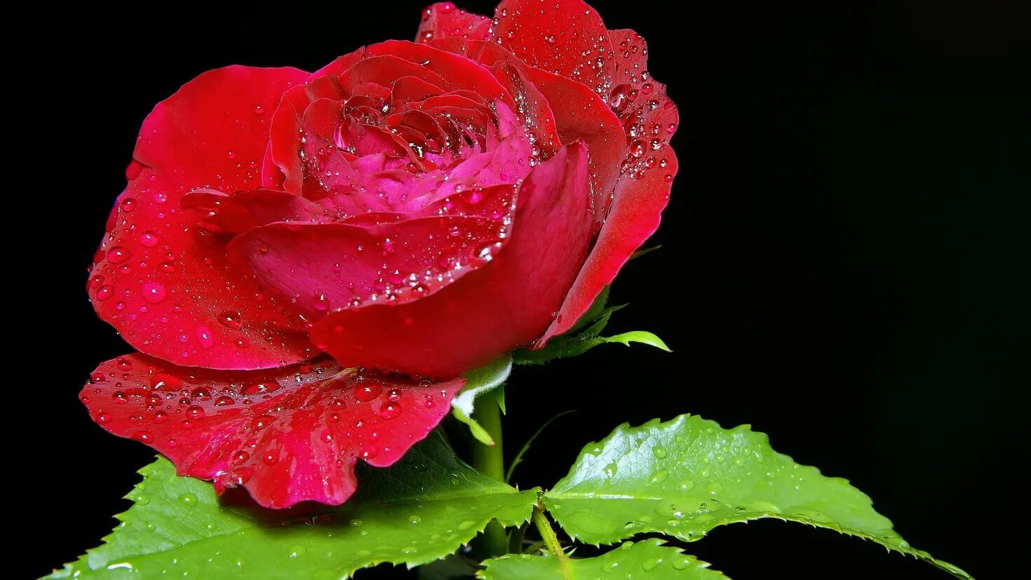 Лучшие розы земли. Картинки на рабочий стол розы. Земля для роз. Фото на заставку рабочего стола розы.