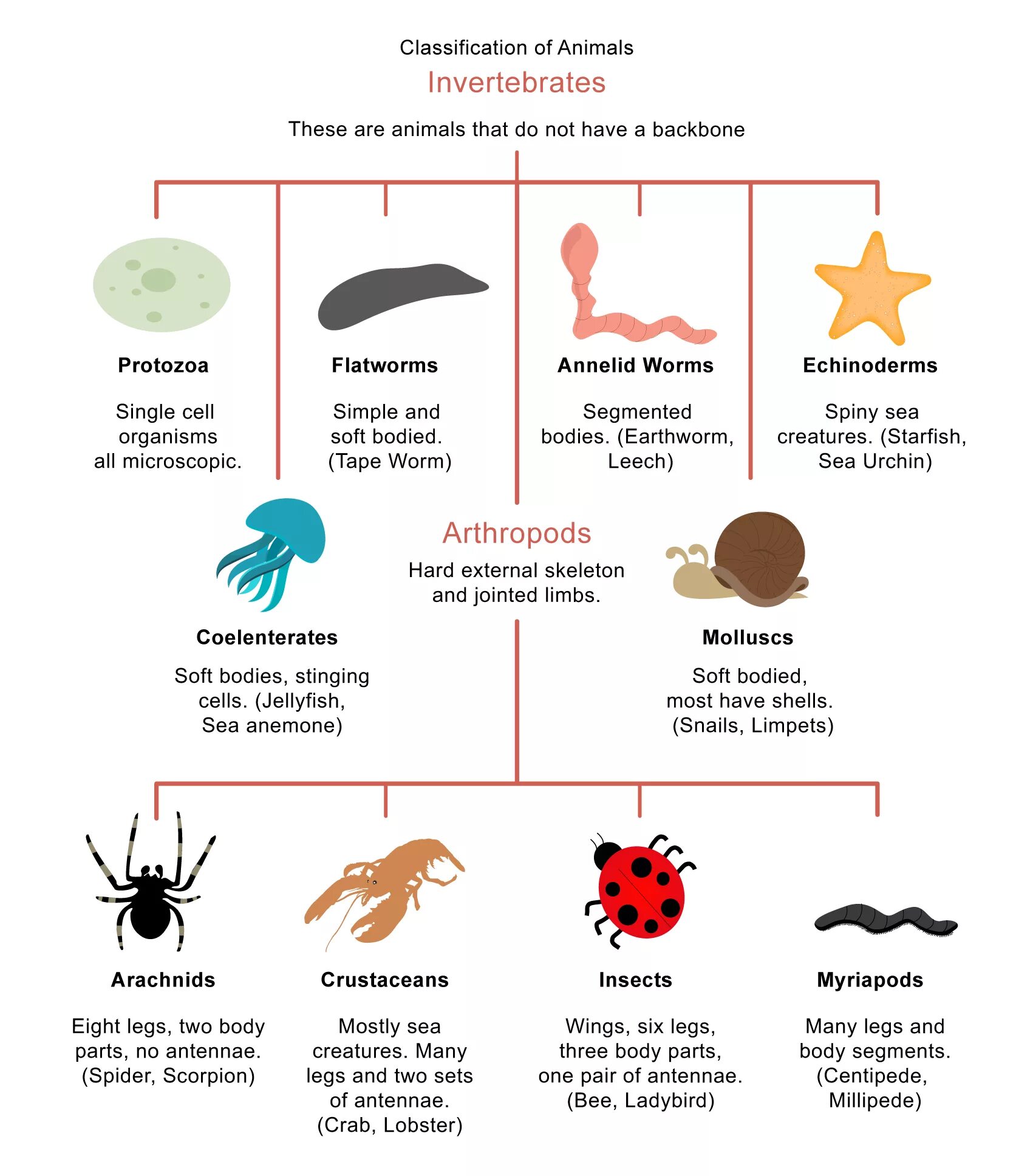 Classification of animals. Invertebrates animals. Animals classification for Kids. Invertebrate classification.