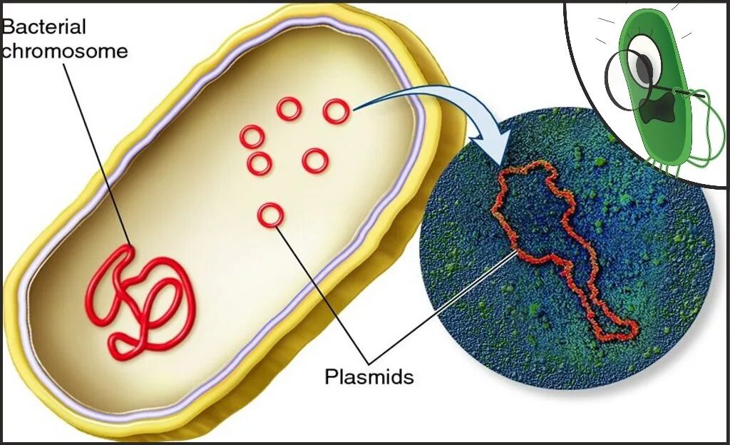Плазмиды бактерий. Строение бактерии плазмида. Плазмида бактериальной клетки. Строение бактериальной плазмиды. Прокариоты наследственная информация