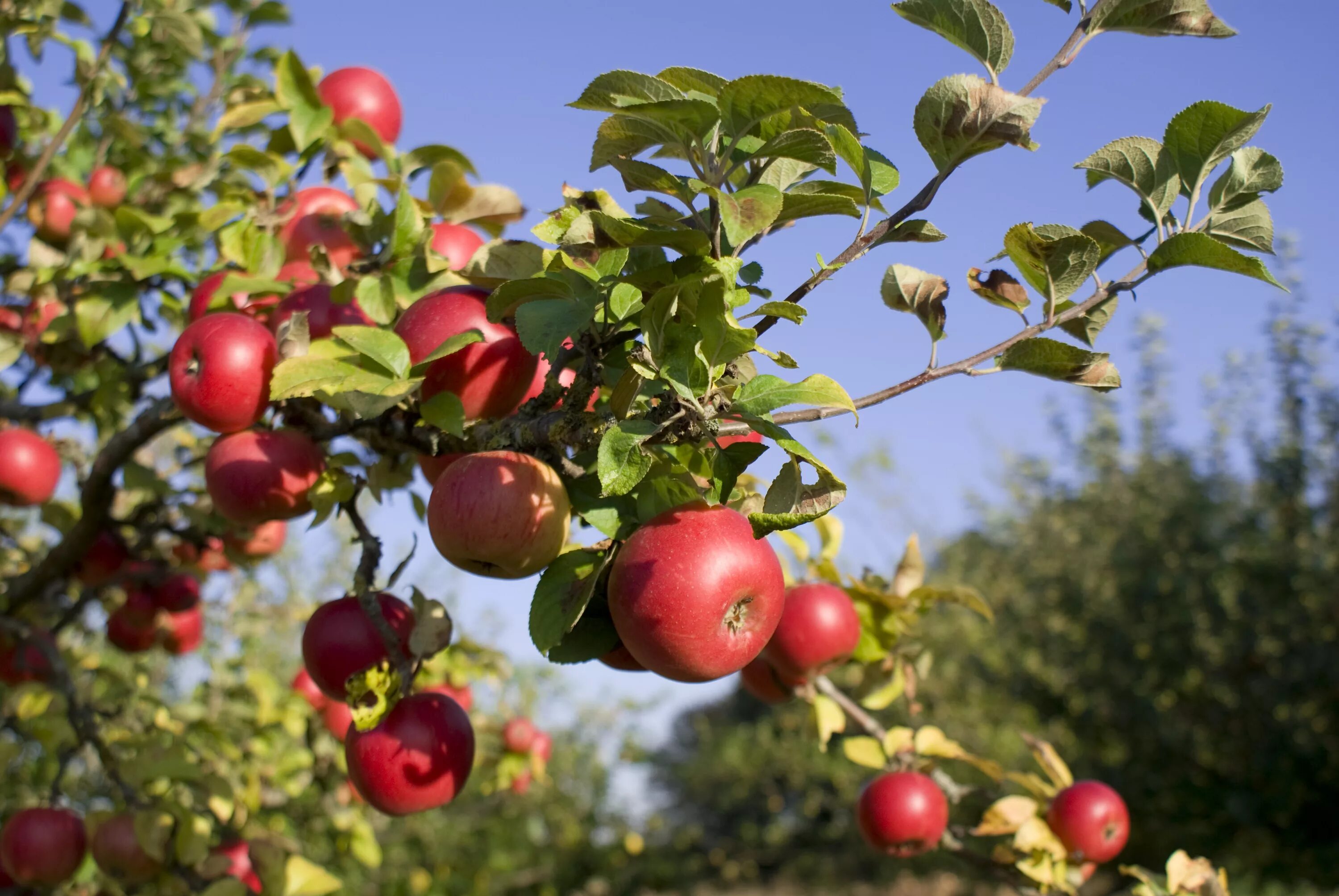 Apple tree garden