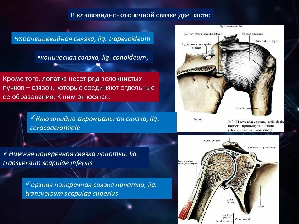 Соединение костей лопатки. Клювовидно ключичное сочленение. Клювовидно-Ключичная связка. Трапециевидная связка. Трапециевидная и коническая связка.