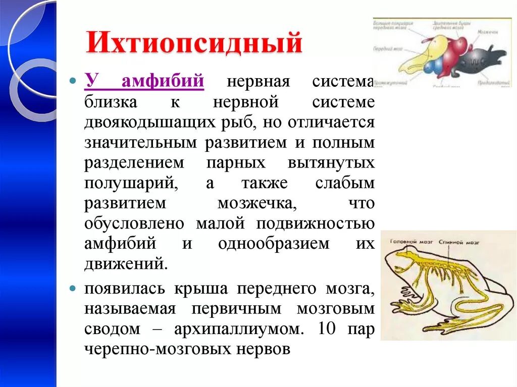 Появление головного мозга у рыб. Ихтиопсидный мозг. Ихтиопсидный зауропсидный и маммальный. Ихтиопсидный Тип мозга характерен. Нервная система амфибий.