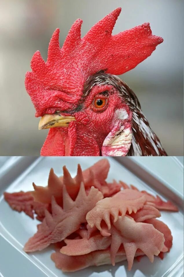 The 8 Comb Types - BackYard Chickens Community