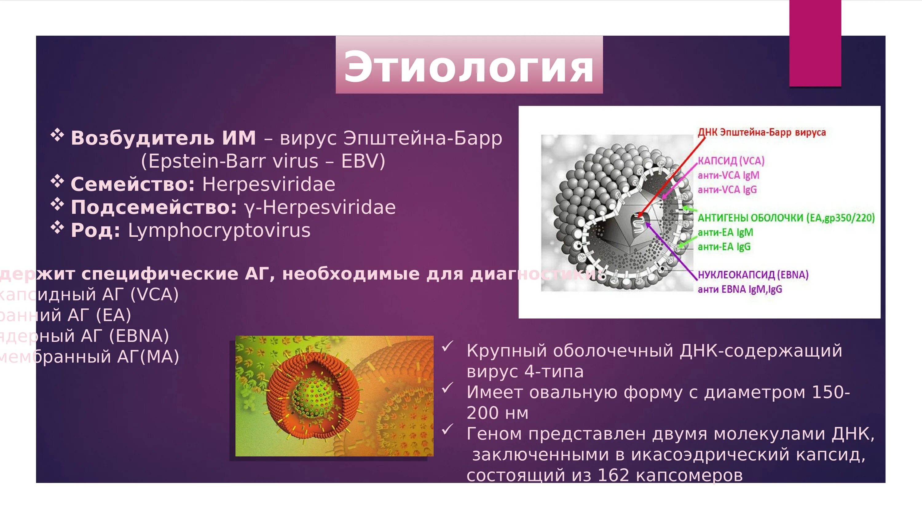 Вэб вирус Эпштейна Барр. Вирус Эпштейна-Барр ― возбудитель. Вирус Эпштейна-Барр таксономия. Строение вируса Эпштейна-Барр. Virus капсидный белок