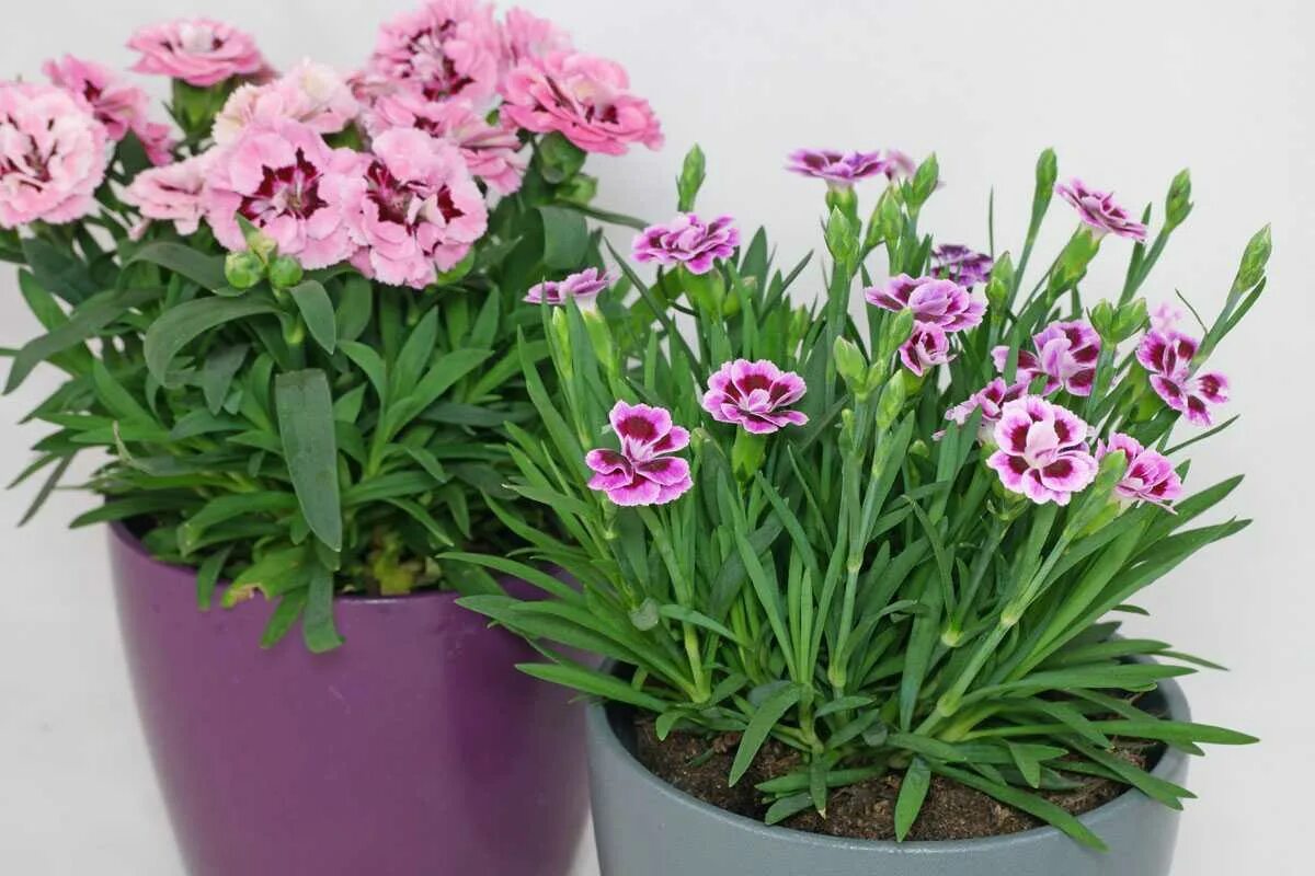 Гвоздика Dianthus. Dianthus caryophyllus. Диантус гвоздика Садовая. Гвоздика Садовая Лилипот. Гвоздики лилипот