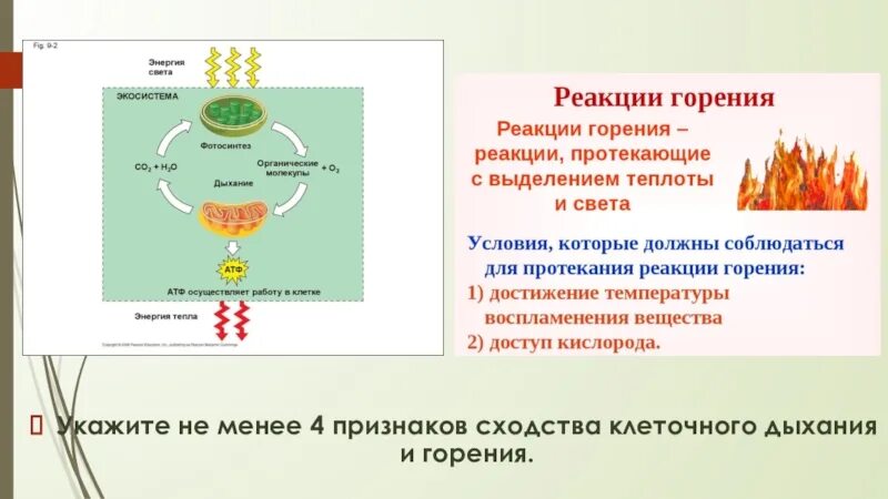 Биологическое горение. Сопоставление процессов дыхания и горения. Сходства и различия процессов дыхания и горения. Сходства процессов дыхания и горения. Различия в процессах дыхания и горения.