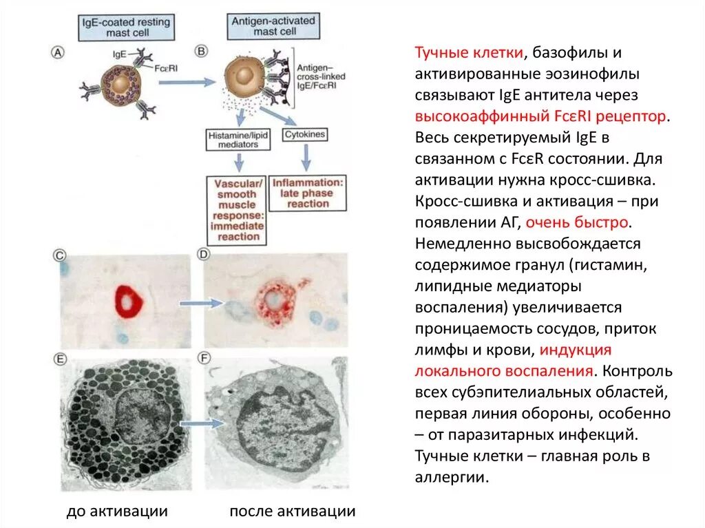 Дегрануляция нейтрофилов. Дегрануляция базофилов. Дегрануляция это. Палочкоядерный нейтрофильный гранулоцит. Фагоциты это нейтрофилы.