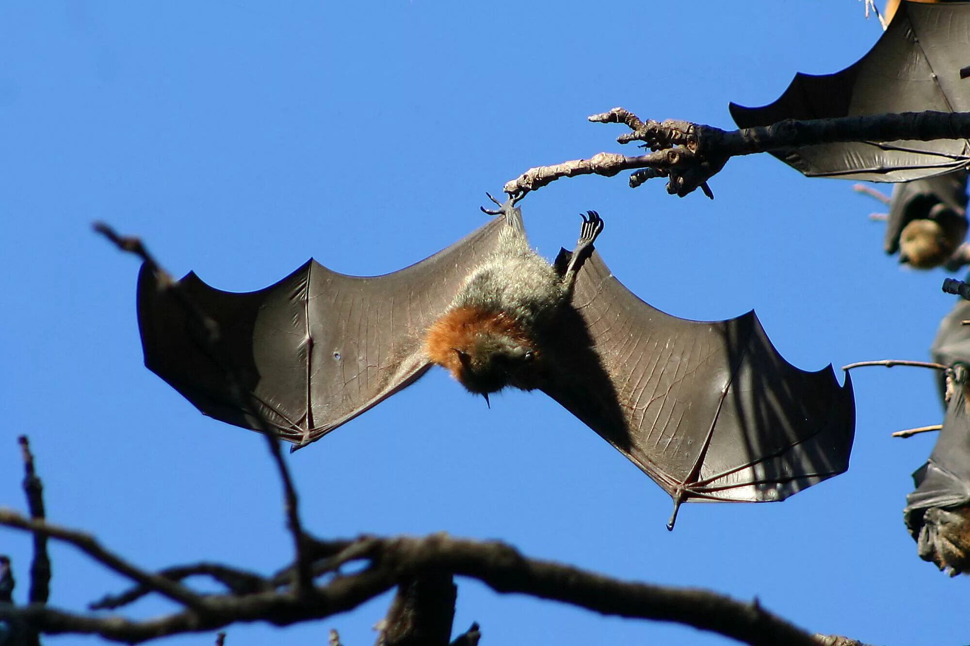 Летучая мышь группа животных. Pteropus poliocephalus. пещерный крылан. летучая лисица. квинсленд. летучая мышь висит.