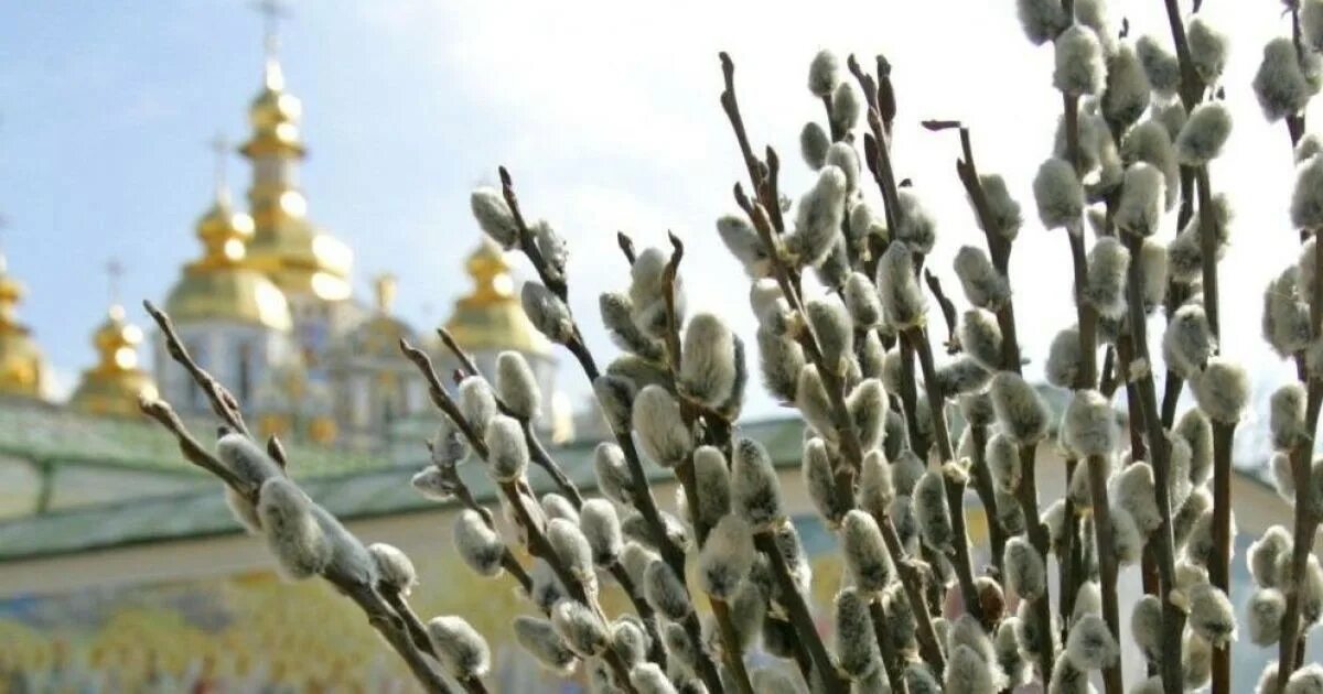Можно ли мыть полы в вербное воскресенье. Лазарева суббота верба. верба церковь вербное воскресение. веточка вербы с вербным воскресеньем. верба на вербное воскресенье.