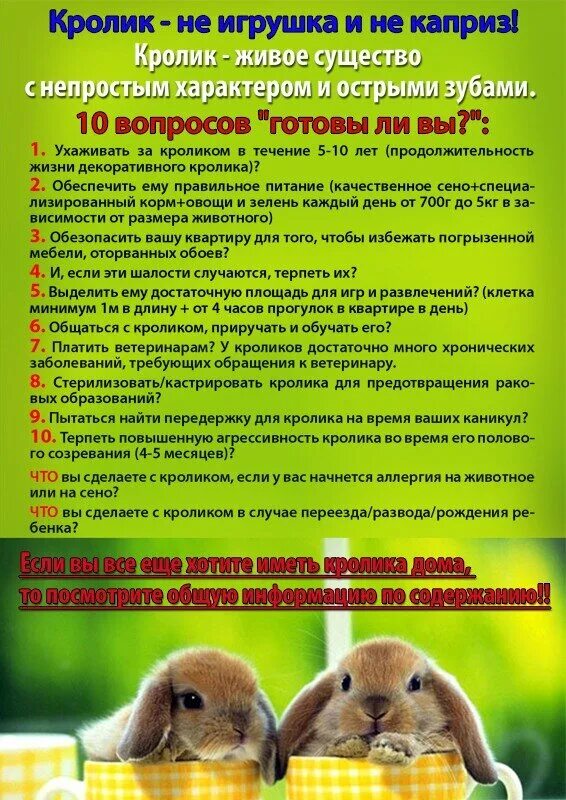 Какие овощи можно давать кроликам
