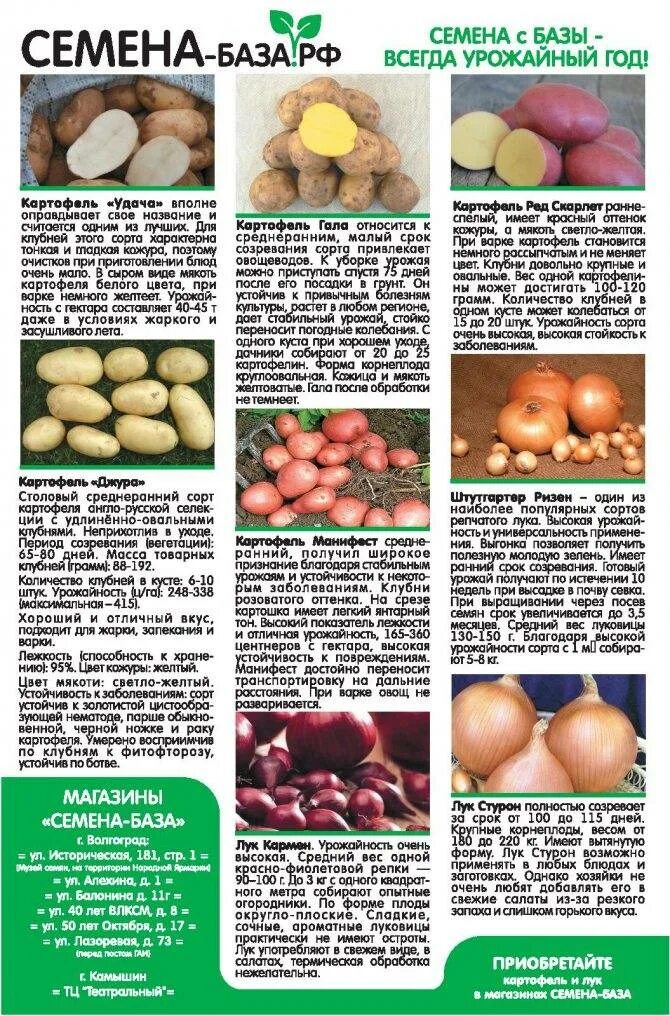 Какой сорт ранних. Картофель сорта сроки созревания. сорта картофеля таблица. семена лука и картофеля. ранние сорта картофеля для сибири.