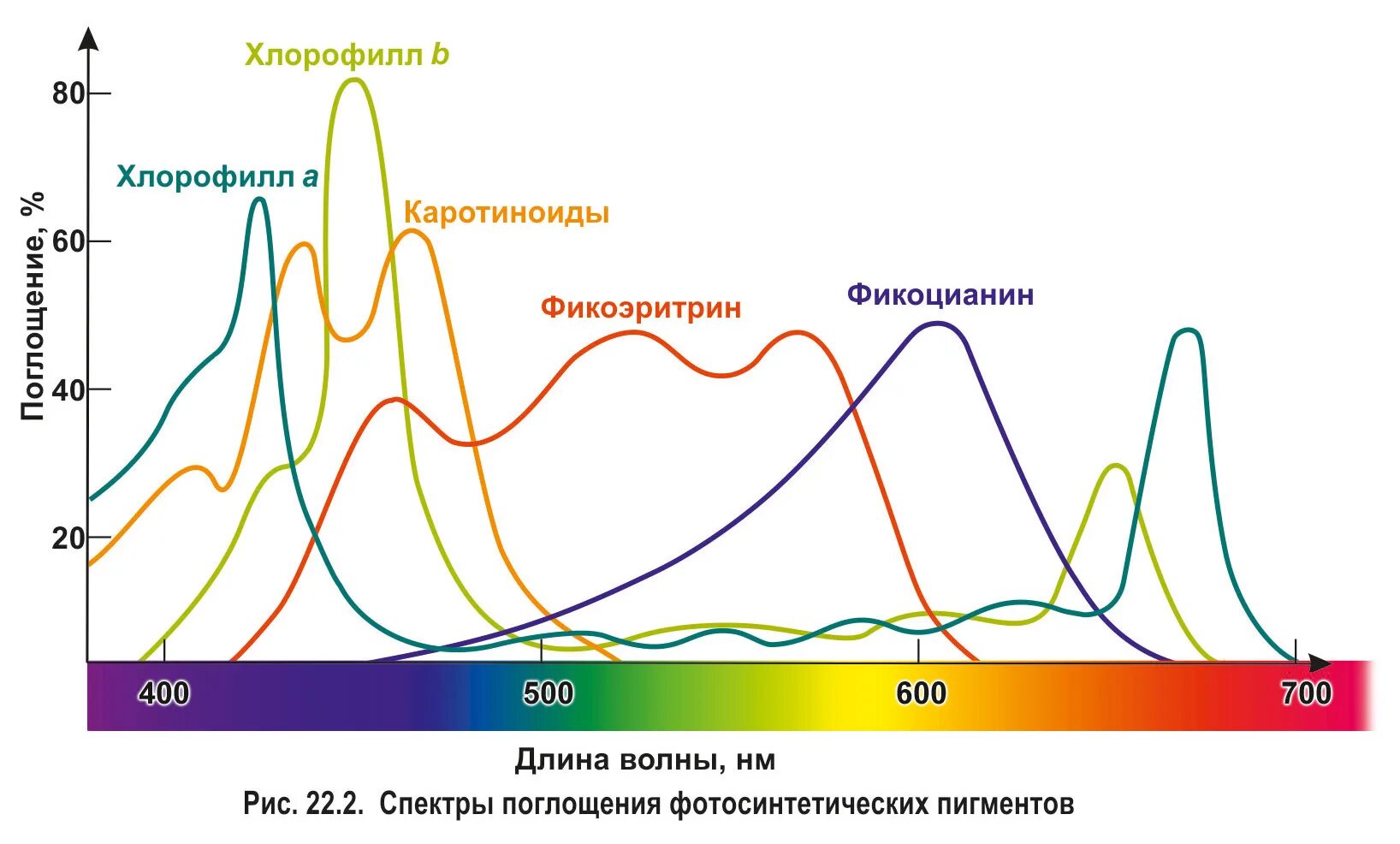 Хлорофиллы поглощают свет