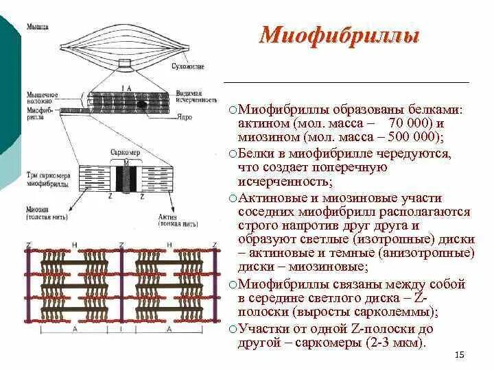 Сколько миофибрилл в мышечном волокне. Миофибриллы мышечные ткани образуют. Миофибриллы представляют собой. Светлые и темные диски миофибрилл. Основные белки миофибрилл.