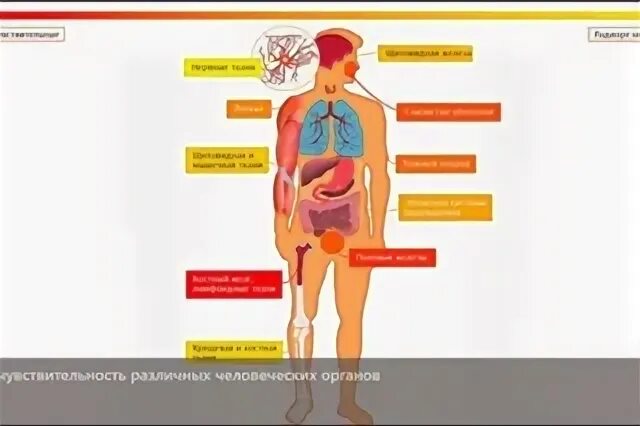 Органы наиболее чувствительные к радиации. Радиочувствительность органов и тканей. Наиболее уязвимые органы тела при радиоактивном воздействии. Органы подверженные радиации.