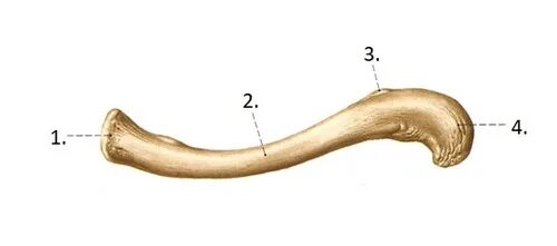 Linea trapezoidea claviculae