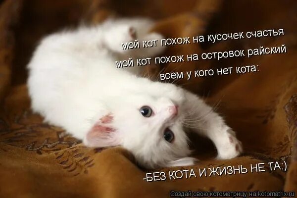 У кого нет кота. Мой кусочек счастья. ты мое счастье котик. кот нет. мой кот мое счастье.