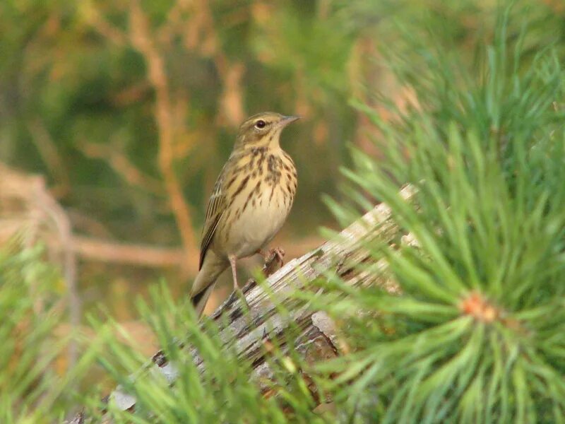 фото птиц башкортостана