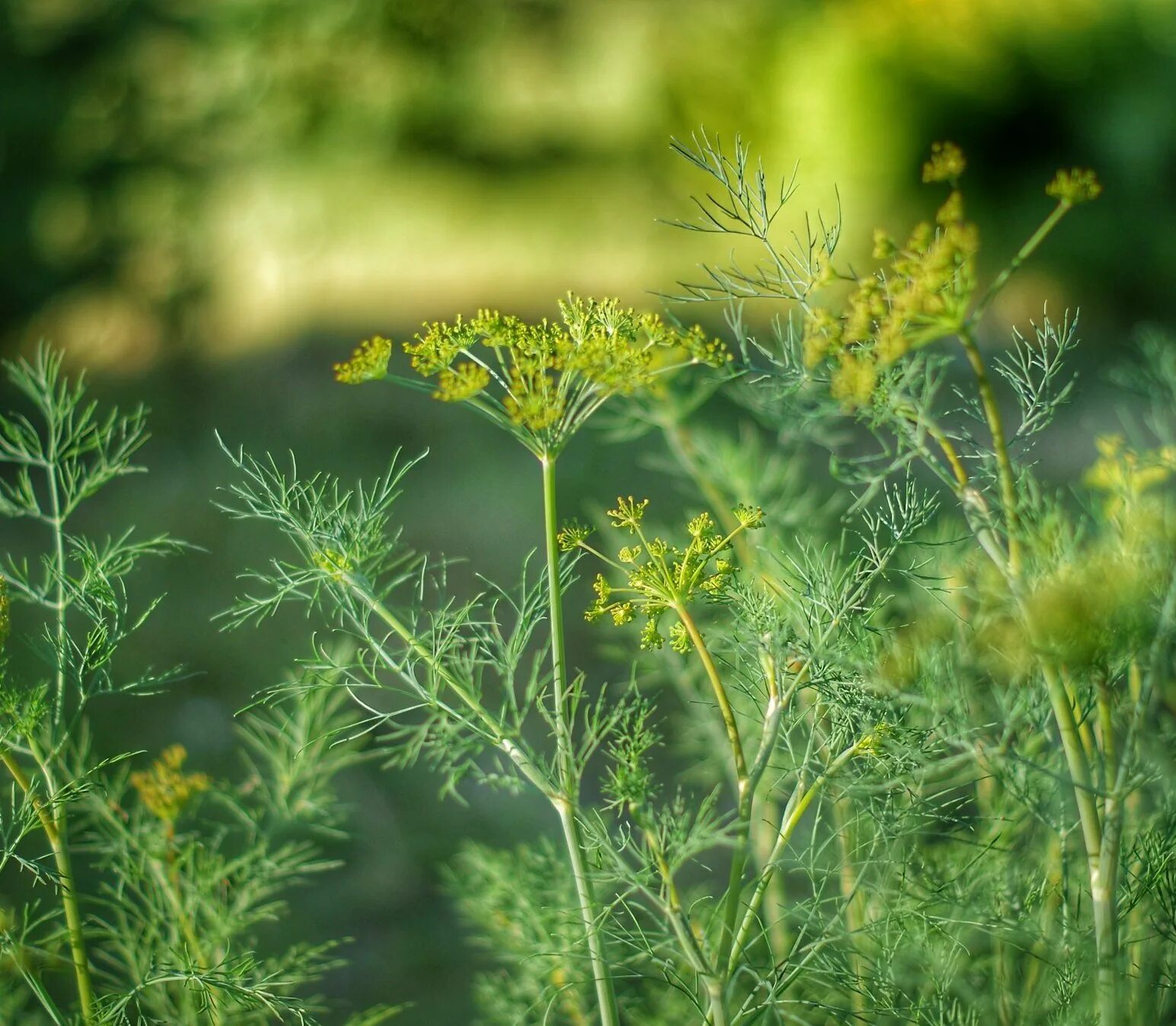 Как выглядит укроп. Укроп сорт севен. Фенхель куст. Фенхель куст. Укроп гринсливз.