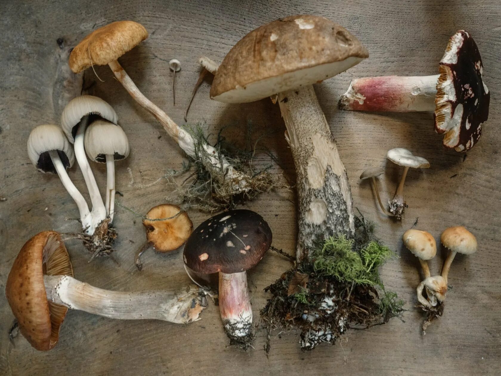 Опасные съедобные грибы. Дикие грибы. Грибы в древности. Вредные грибы. Ядовитые грибы.