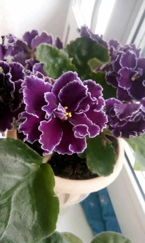 Фиалка ле мачо. Сенполия мачо. Фиалка ле мачо повтор. Фиалка ле арамис. Сорт фиалки ле мачо.