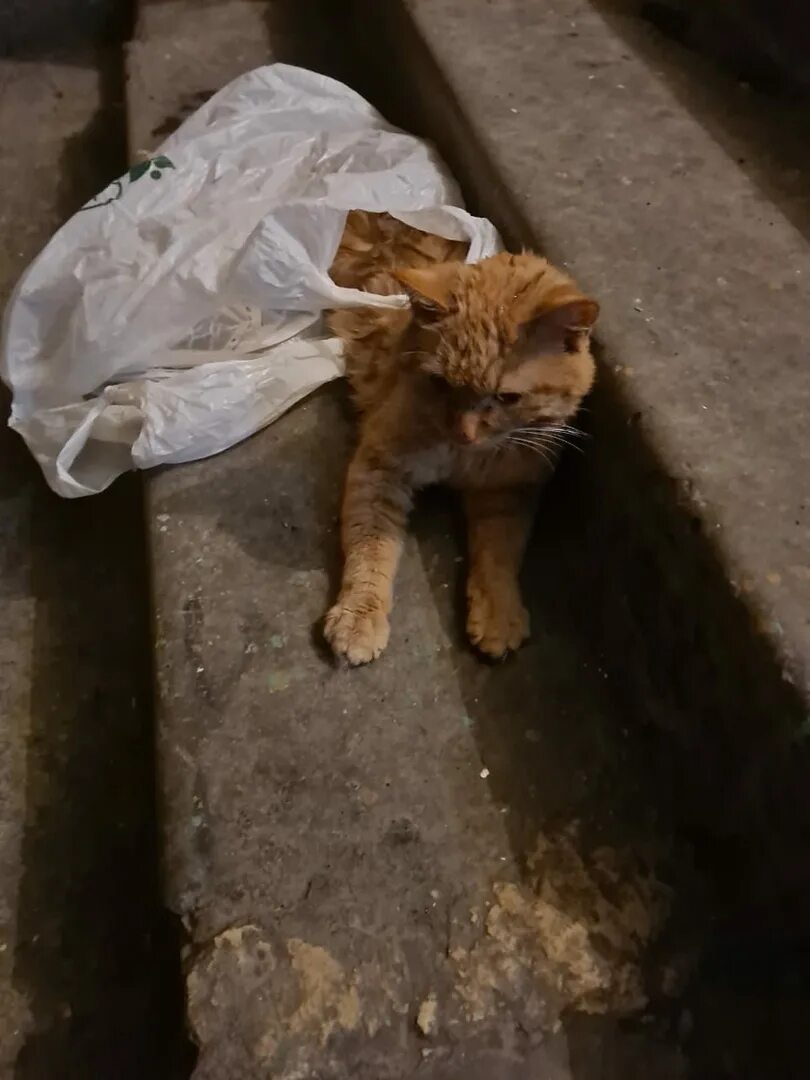 Нашли кота мертвым. Нашли кота мертвым. Белый кот найден лобня. Нашли кота мертвым. Нашли кота мертвым.