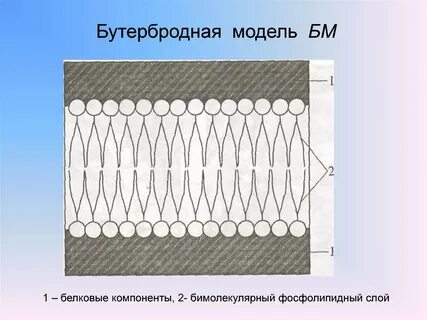 Модели мембран