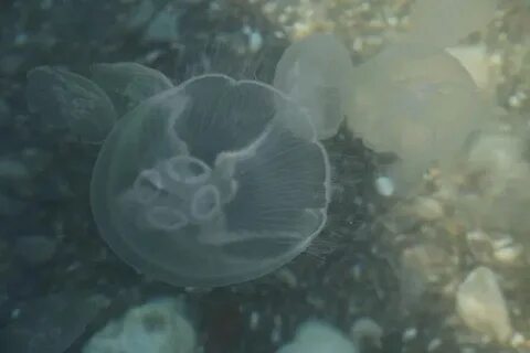 Медуза в море маленькие
