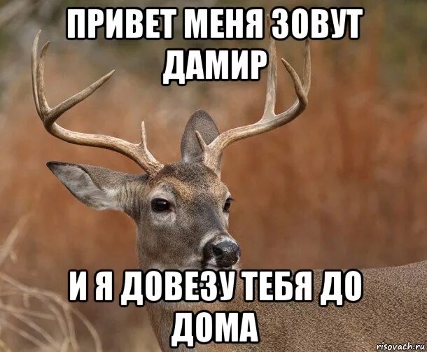 А вот и я всем привет. Смешные шутки про дамира. Открытки привет. Мимо привет. Всем привет.