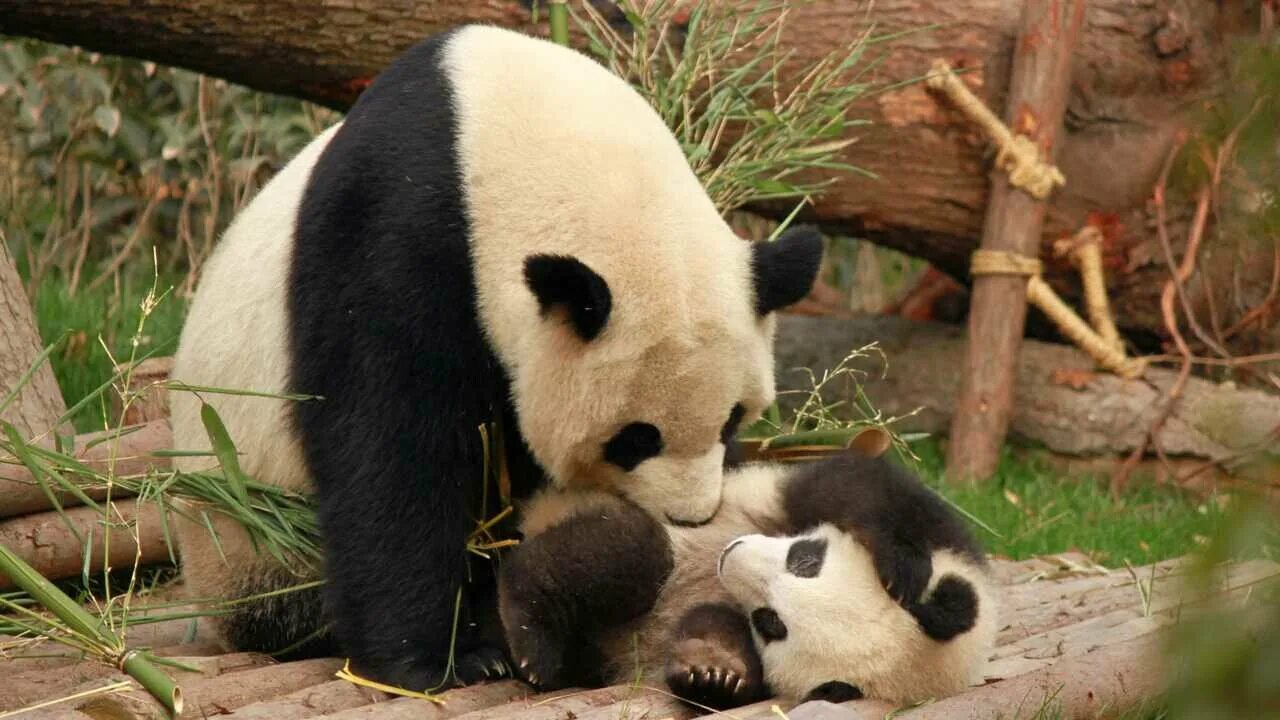 Panda have