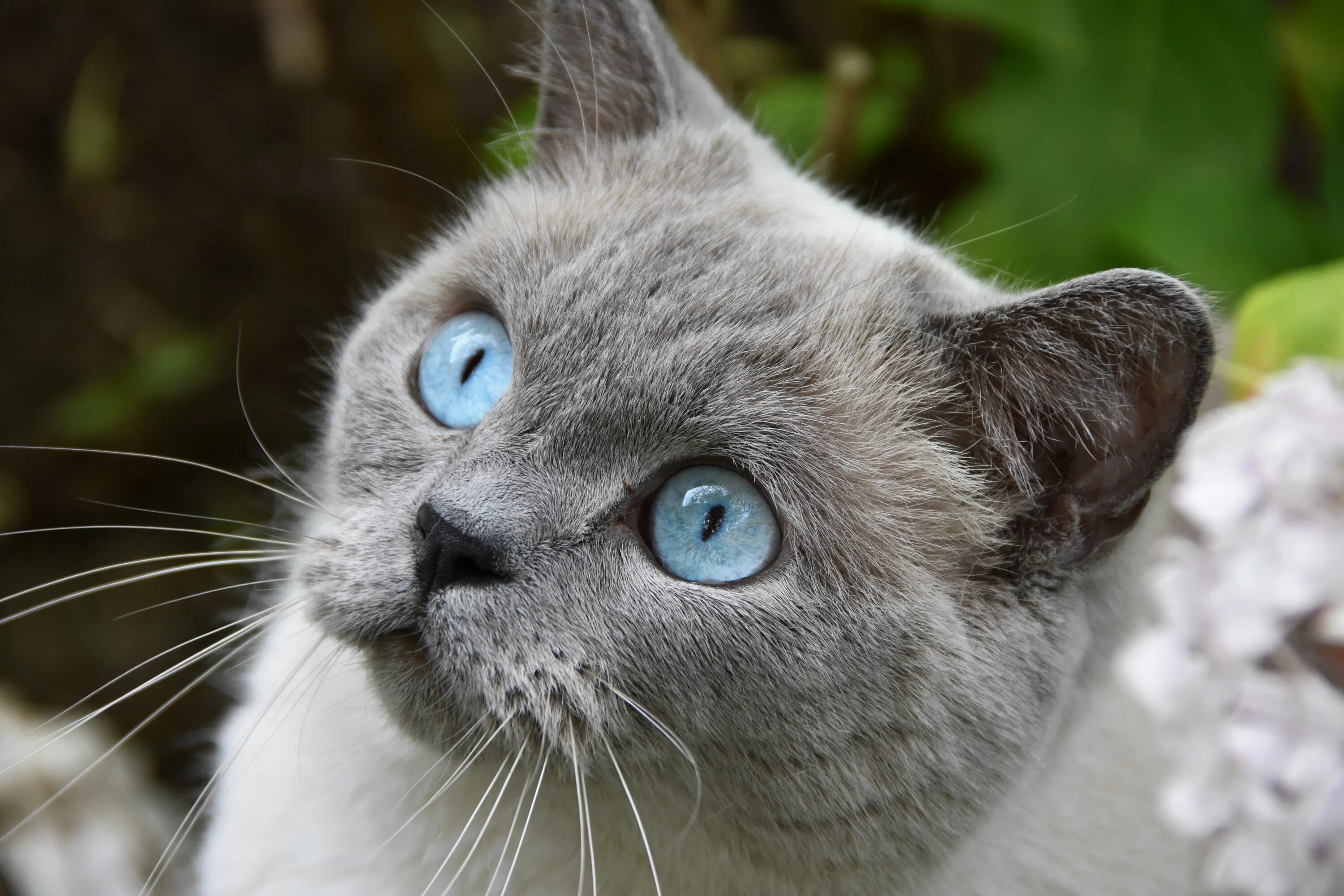 Blue pet. Охос азулес кошка. Порода Охос азулес. Охос азулес длинношерстный. Охос азулес голубоглазка.