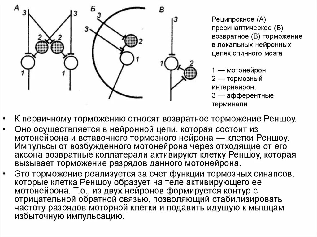 Затяжное торможение. Возвратное торможение по реншоу. нейронная схема реципрокного торможения. реципрокное возвратное и латеральное торможение. возвратное торможение в цнс.