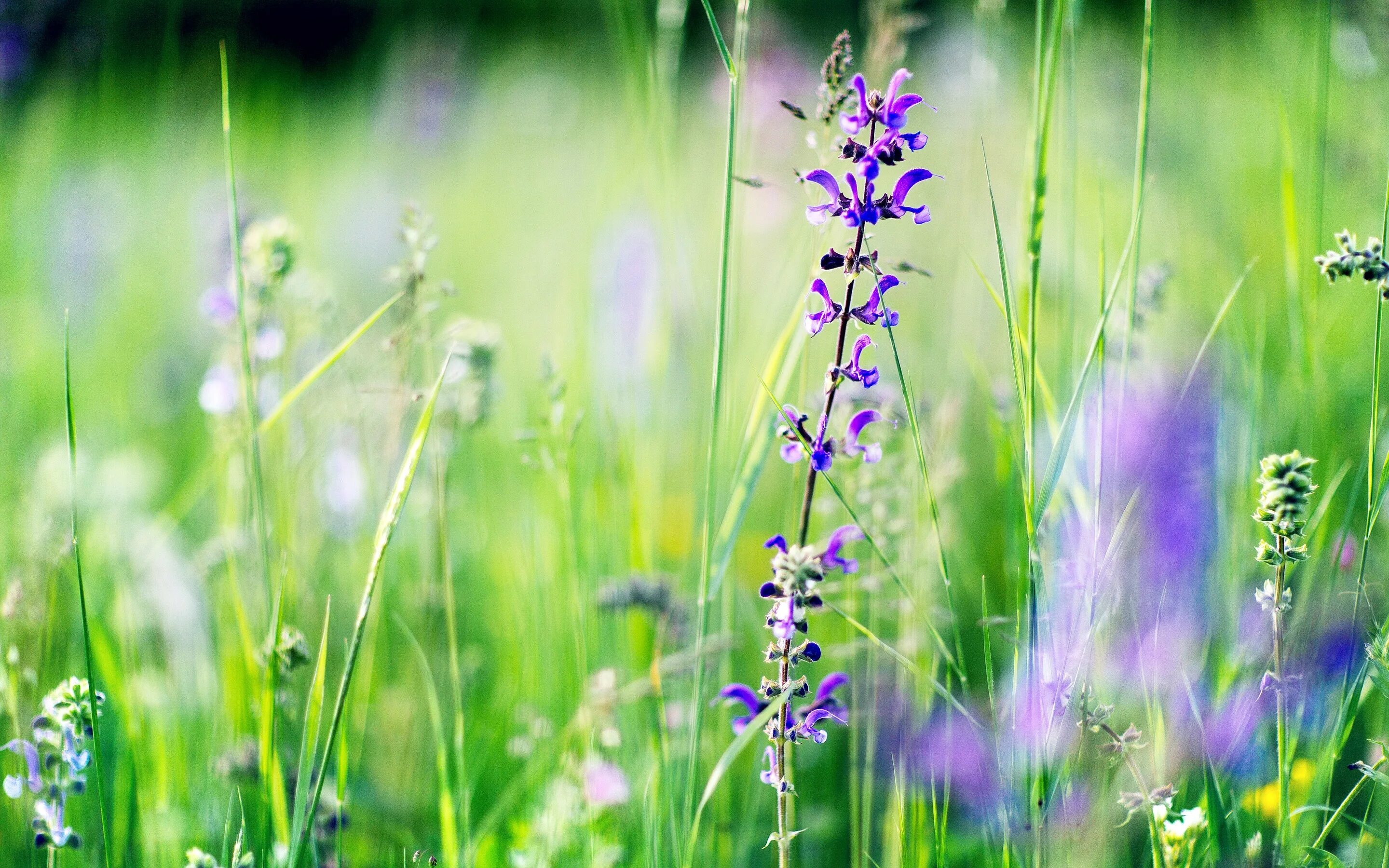Полевой цветок Медовник сиреневый. Медовник сиреневый полевой. Фиолетовые полевые цветы. Полевые травы.