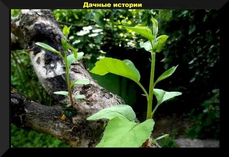 Удаление волчков