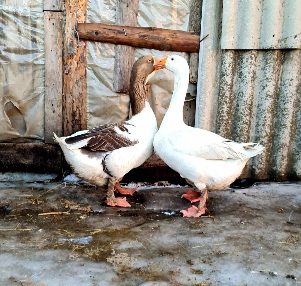 Красивый гусь. Влюбленные гуси. Тульские бойцовые гуси. Пара гусей. Пар гусей.